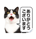 リアルな黒白猫で挨拶しよっ！（個別スタンプ：1）