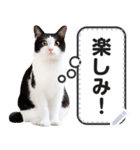 リアルな黒白猫で挨拶しよっ！（個別スタンプ：8）