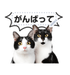 リアルな黒白猫で挨拶しよっ！（個別スタンプ：12）