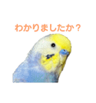 わんぱくすぎるセキセイインコの幼鳥さん（個別スタンプ：1）