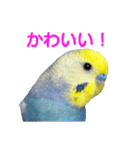 わんぱくすぎるセキセイインコの幼鳥さん（個別スタンプ：2）