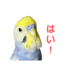 わんぱくすぎるセキセイインコの幼鳥さん（個別スタンプ：3）