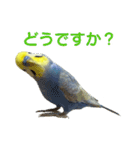 わんぱくすぎるセキセイインコの幼鳥さん（個別スタンプ：4）
