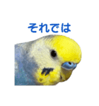 わんぱくすぎるセキセイインコの幼鳥さん（個別スタンプ：5）