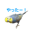 わんぱくすぎるセキセイインコの幼鳥さん（個別スタンプ：6）
