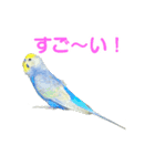 わんぱくすぎるセキセイインコの幼鳥さん（個別スタンプ：7）