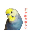 わんぱくすぎるセキセイインコの幼鳥さん（個別スタンプ：8）
