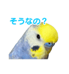 わんぱくすぎるセキセイインコの幼鳥さん（個別スタンプ：9）