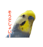 わんぱくすぎるセキセイインコの幼鳥さん（個別スタンプ：10）