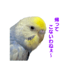 わんぱくすぎるセキセイインコの幼鳥さん（個別スタンプ：11）