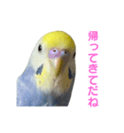 わんぱくすぎるセキセイインコの幼鳥さん（個別スタンプ：12）