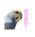 わんぱくすぎるセキセイインコの幼鳥さん（個別スタンプ：13）