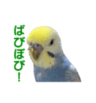 わんぱくすぎるセキセイインコの幼鳥さん（個別スタンプ：14）