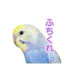 わんぱくすぎるセキセイインコの幼鳥さん（個別スタンプ：15）