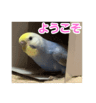 わんぱくすぎるセキセイインコの幼鳥さん（個別スタンプ：16）