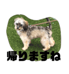 チワプーのプイ君（個別スタンプ：7）
