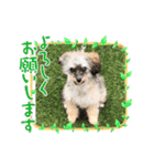 チワプーのプイ君（個別スタンプ：8）