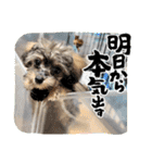 チワプーのプイ君（個別スタンプ：10）