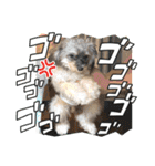 チワプーのプイ君（個別スタンプ：11）