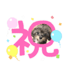 チワプーのプイ君（個別スタンプ：14）