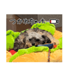 チワプーのプイ君（個別スタンプ：15）