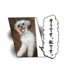 チワプーのプイ君（個別スタンプ：16）
