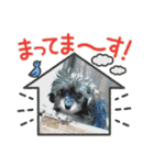 チワプーのプイ君（個別スタンプ：17）