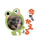 チワプーのプイ君（個別スタンプ：18）