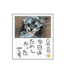 チワプーのプイ君（個別スタンプ：19）