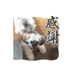 チワプーのプイ君（個別スタンプ：20）