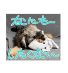 チワプーのプイ君（個別スタンプ：21）