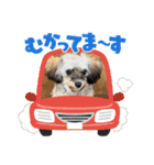 チワプーのプイ君（個別スタンプ：22）