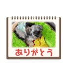 チワプーのプイ君（個別スタンプ：24）