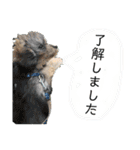 チワプーのプイ君（個別スタンプ：29）