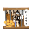 チワプーのプイ君（個別スタンプ：32）