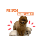 ポメラニアンのトムとジェリー③（個別スタンプ：1）