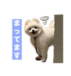 ポメラニアンのトムとジェリー③（個別スタンプ：3）