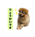 ポメラニアンのトムとジェリー③（個別スタンプ：4）