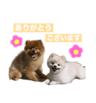 ポメラニアンのトムとジェリー③（個別スタンプ：8）
