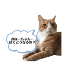 サンクレチン＆ペトシル（個別スタンプ：2）