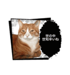 サンクレチン＆ペトシル（個別スタンプ：4）