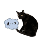 サンクレチン＆ペトシル（個別スタンプ：11）