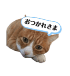 サンクレチン＆ペトシル（個別スタンプ：18）