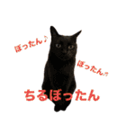 サンクレチン＆ペトシル（個別スタンプ：21）