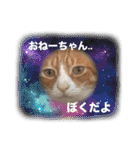 サンクレチン＆ペトシル（個別スタンプ：24）