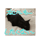 サンクレチン＆ペトシル（個別スタンプ：26）