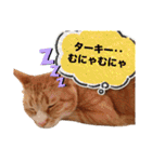 サンクレチン＆ペトシル（個別スタンプ：28）
