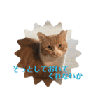 サンクレチン＆ペトシル（個別スタンプ：36）