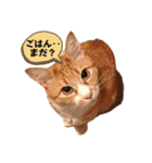 サンクレチン＆ペトシル（個別スタンプ：38）