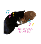 サンクレチン＆ペトシル（個別スタンプ：40）